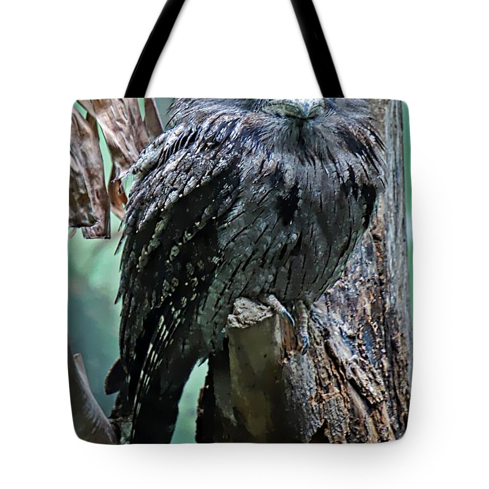 Tawny Frogmouth Tote Bag featuring the photograph Twany Frogmouth by Lilliana Mendez