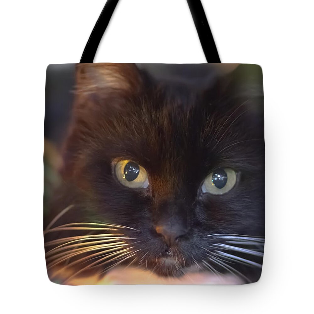 Cat Tote Bag featuring the photograph Tweety Cat under the xmas tree by Sven Brogren