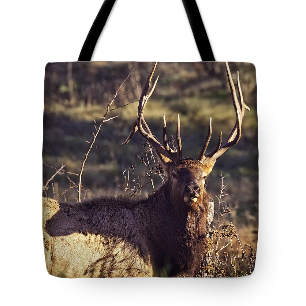 Bull Elk Tote Bag featuring the photograph Twin Forks Up Close by Michael Dougherty