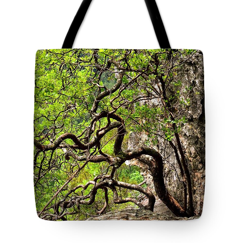 Twisted Tree Tote Bag featuring the photograph Twisted by Laureen Murtha Menzl