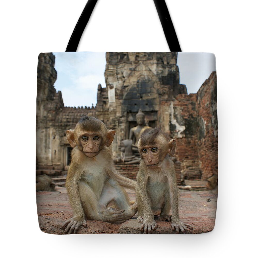 Young Animal Tote Bag featuring the photograph Two baby Macaques by Brian Kamprath