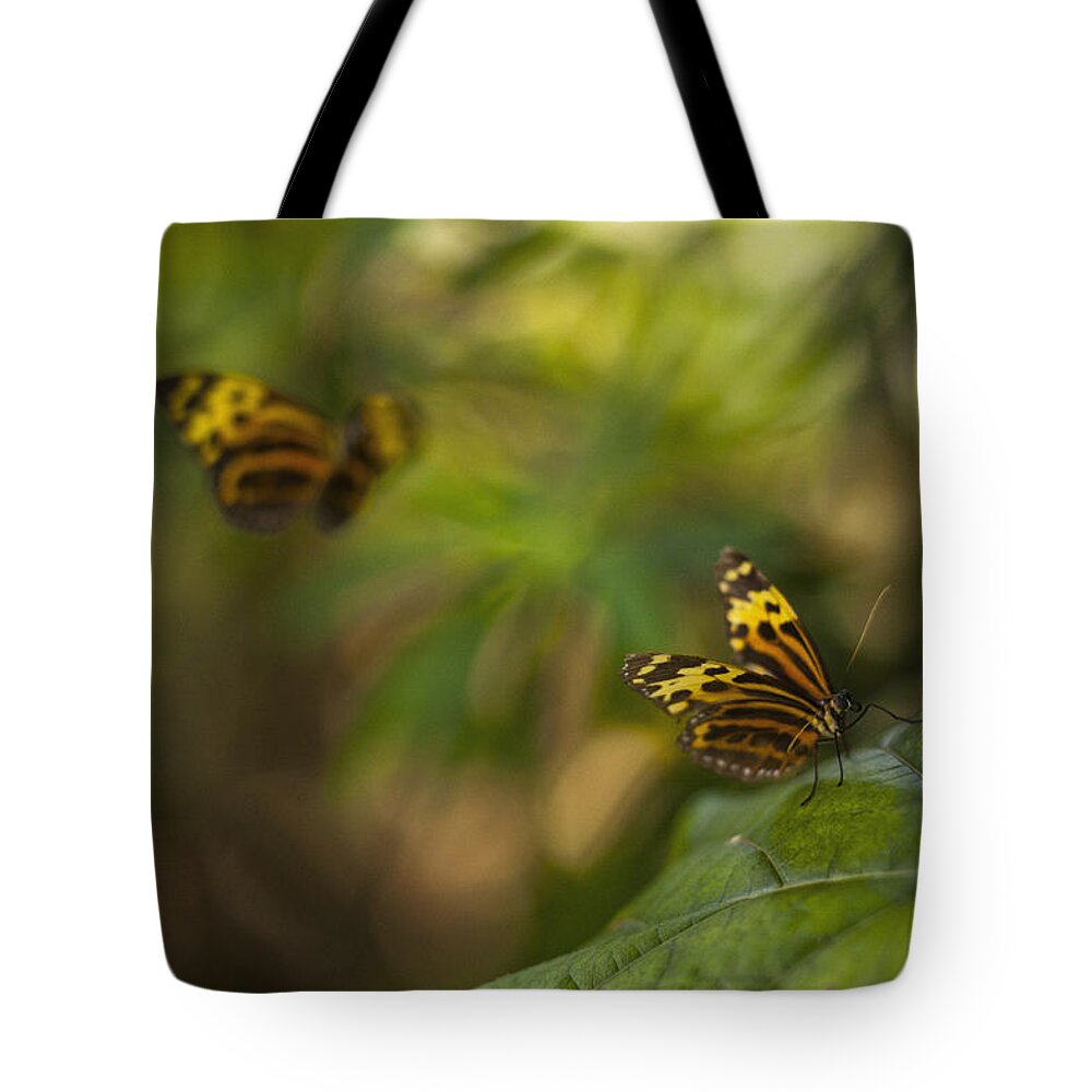 Butterfly Tote Bag featuring the photograph Two Butterflies by Bradley R Youngberg