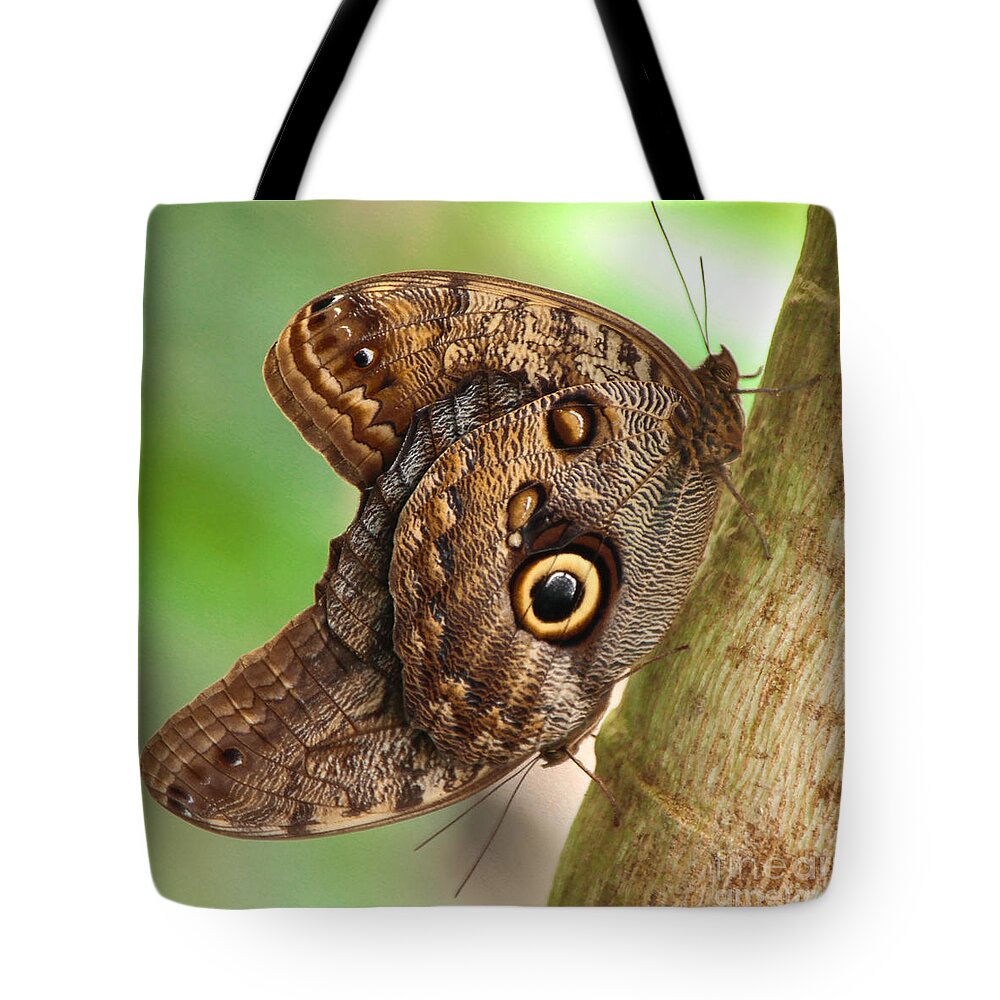 Caligo Tote Bag featuring the photograph Two Caligo Atreus Butterflies by Amanda Mohler