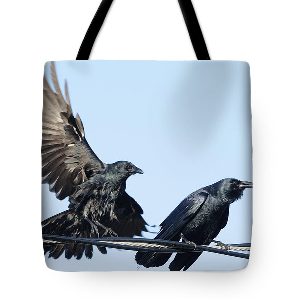 Crow Tote Bag featuring the photograph Two Crows on a wire by Bradford Martin