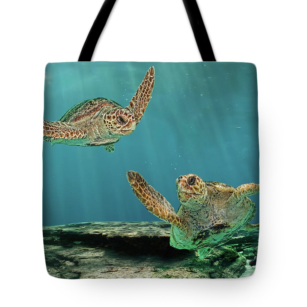 Underwater Tote Bag featuring the photograph Two Mature Loggerhead Turtles On Reef by Melinda Moore