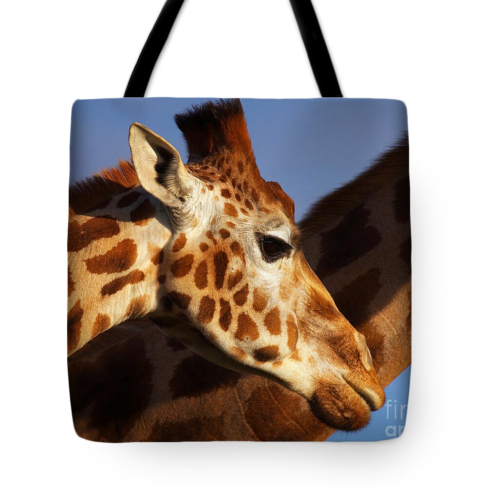 Rotschild Tote Bag featuring the photograph Two Rothschild Giraffes by Nick Biemans