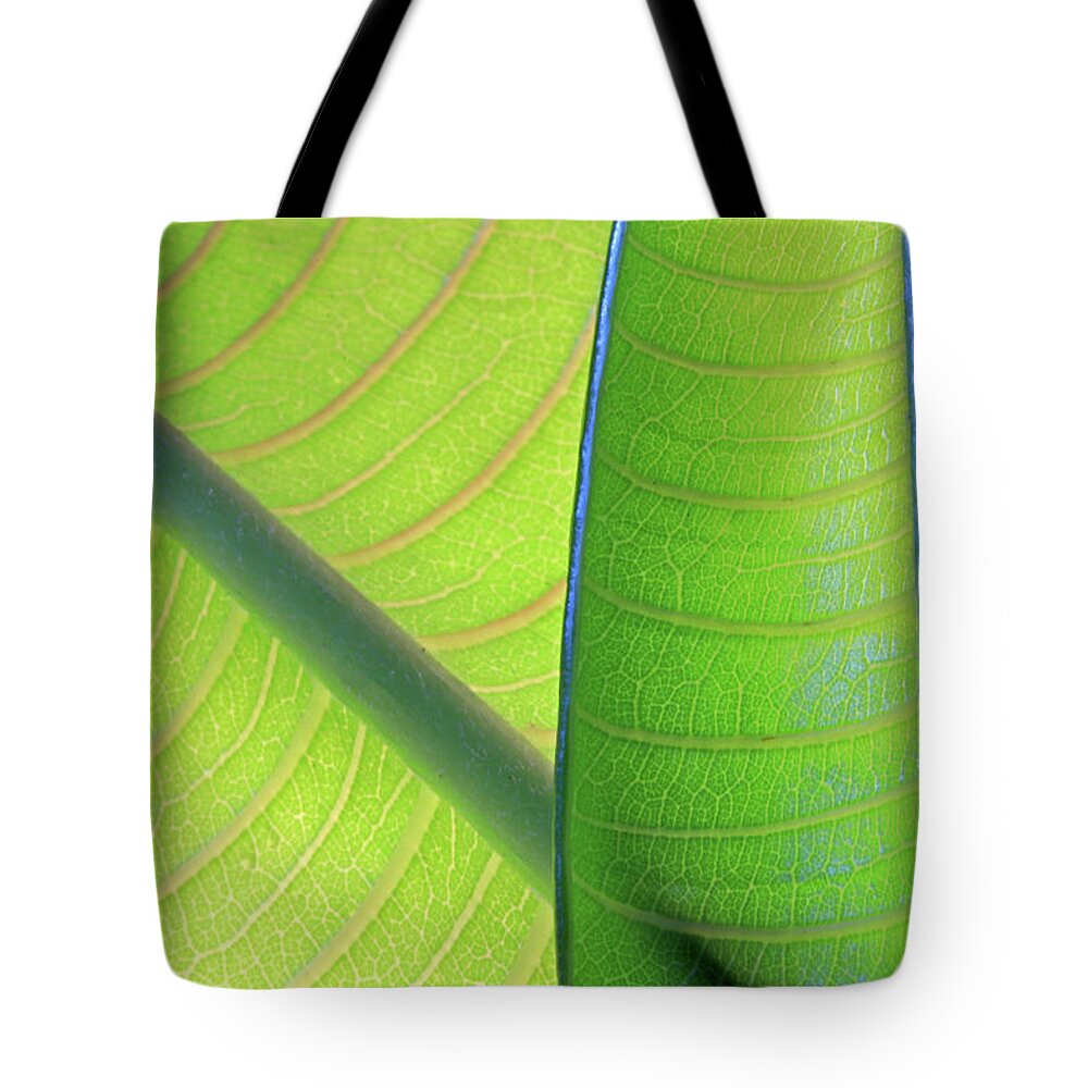 Tropical Tree Tote Bag featuring the photograph Two Young Plumeria Leaves Backlit Shows by Zen Rial