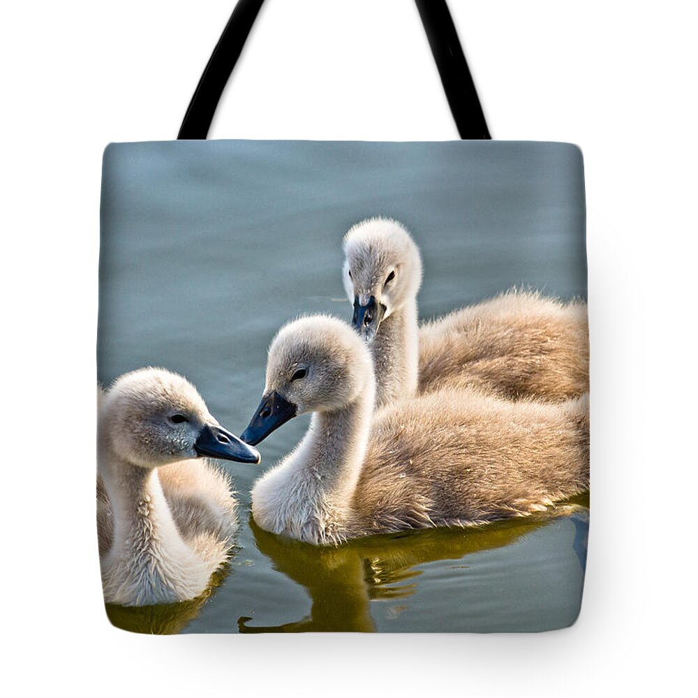 Ugly Duckling Tote Bag featuring the photograph Ugly Ducklings by Scott Carruthers