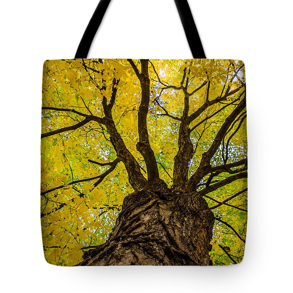 Under The Yellow Canopy Tote Bag featuring the photograph Under the Yellow Canopy by Debra Martz