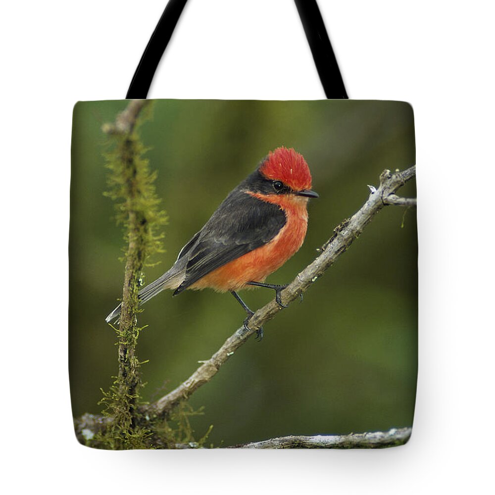 Feb0514 Tote Bag featuring the photograph Vermilion Flycatcher Male In Scalesia by Tui De Roy