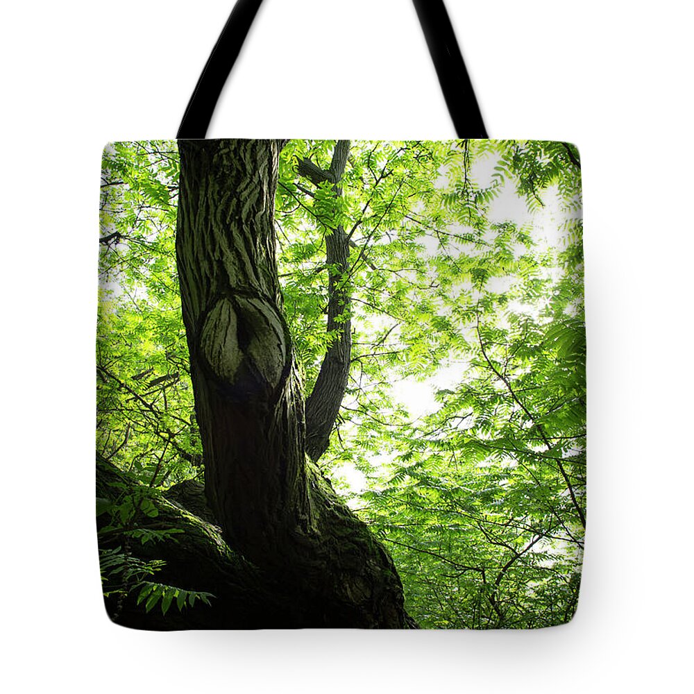 Environmental Conservation Tote Bag featuring the photograph View Upwards Through Hardwood Forest In by Ascentxmedia