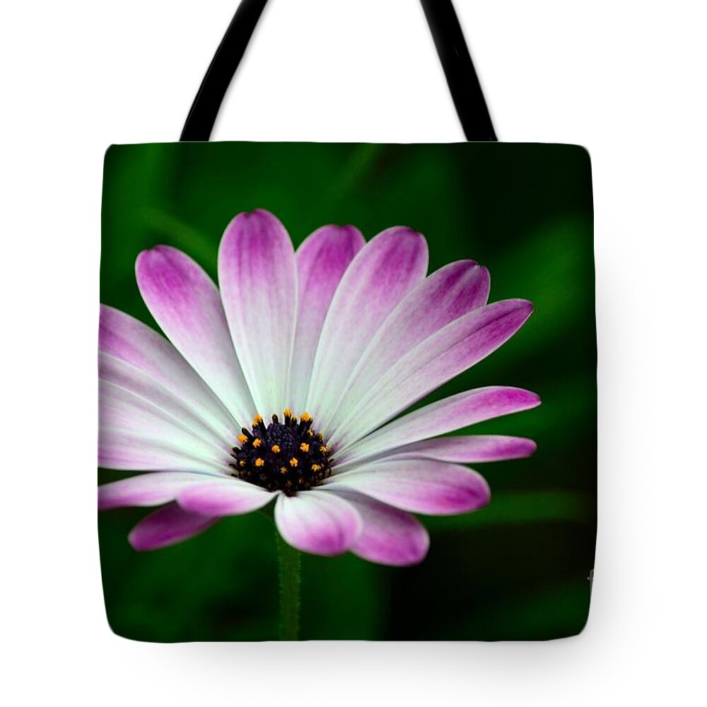 Bloom Tote Bag featuring the photograph Violet and white flower petals with yellow stamens blossoms by Imran Ahmed