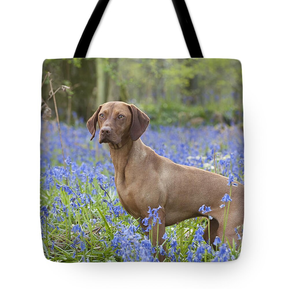 Dog Tote Bag featuring the photograph Vizsla In Bluebells by John Daniels