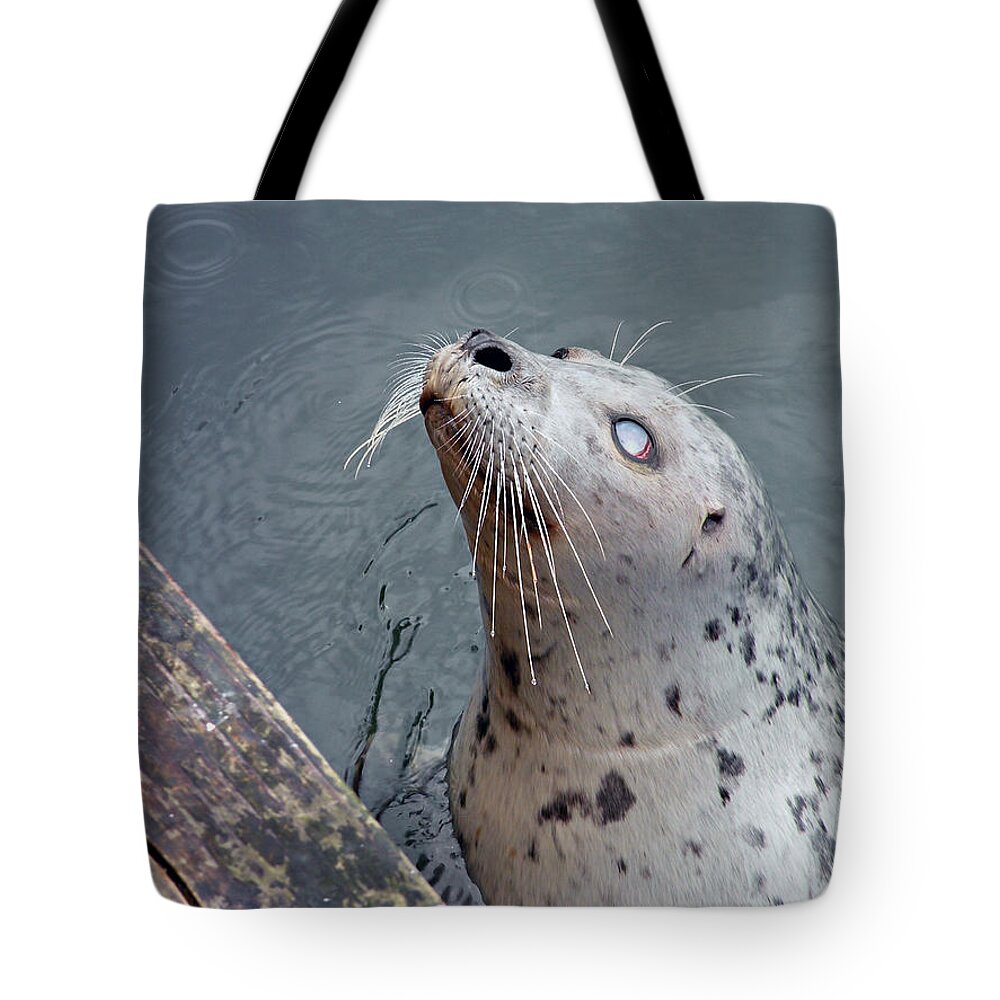 Seal Tote Bag featuring the photograph Waiting For a Snack by Micki Findlay