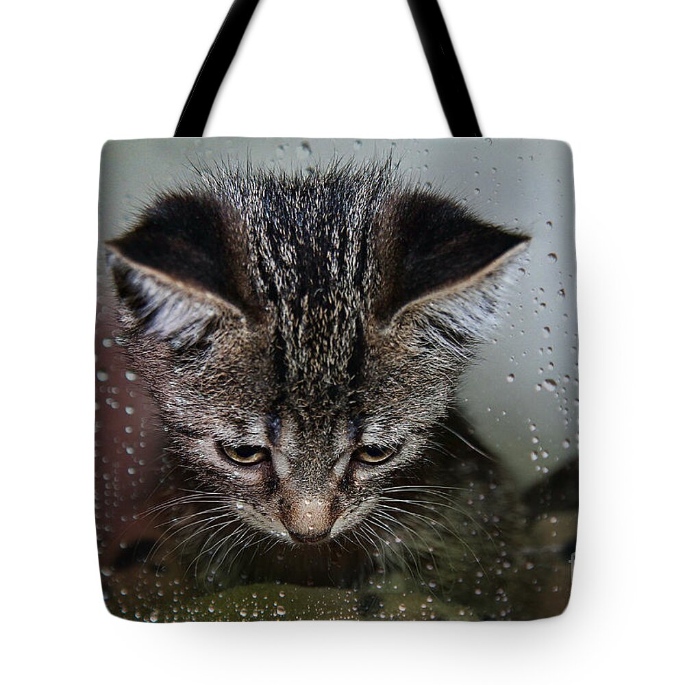 Animal Tote Bag featuring the photograph Waiting For Sunshine by Teresa Zieba