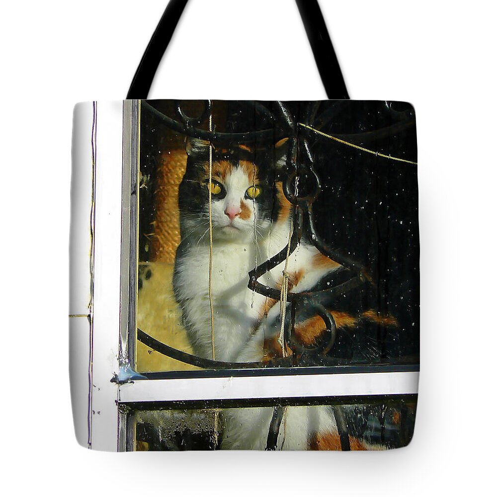 Cat Tote Bag featuring the photograph Waiting on the Rain by Pamela Patch