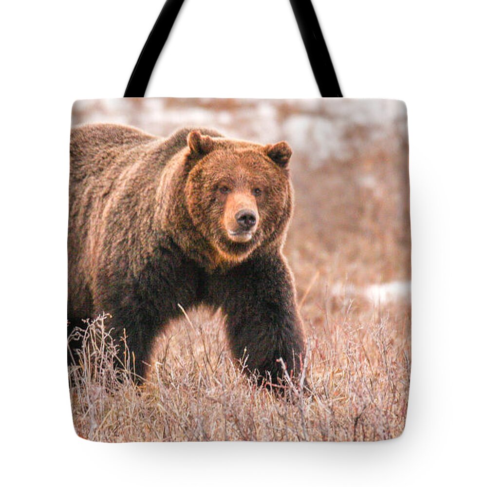 Grizzly Tote Bag featuring the photograph Walk About by Kevin Dietrich