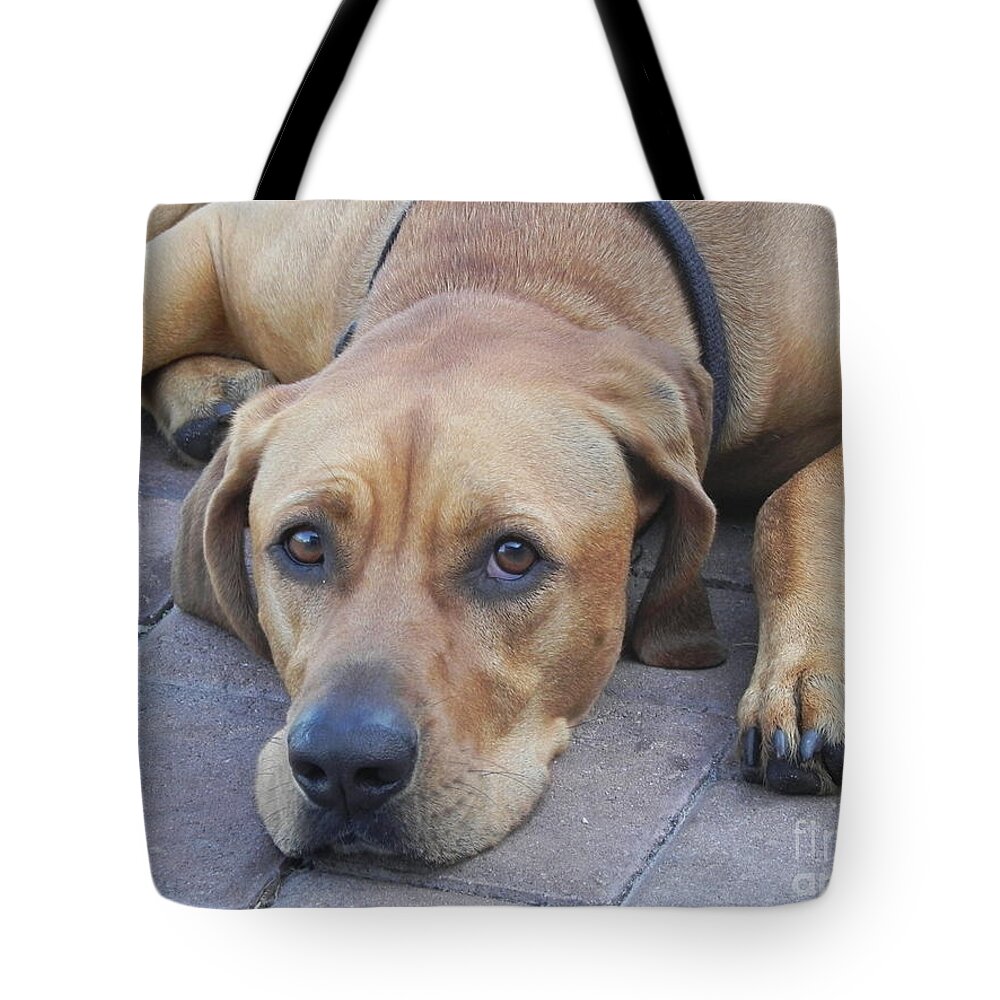 Photography Tote Bag featuring the photograph Want to Play by Chrisann Ellis