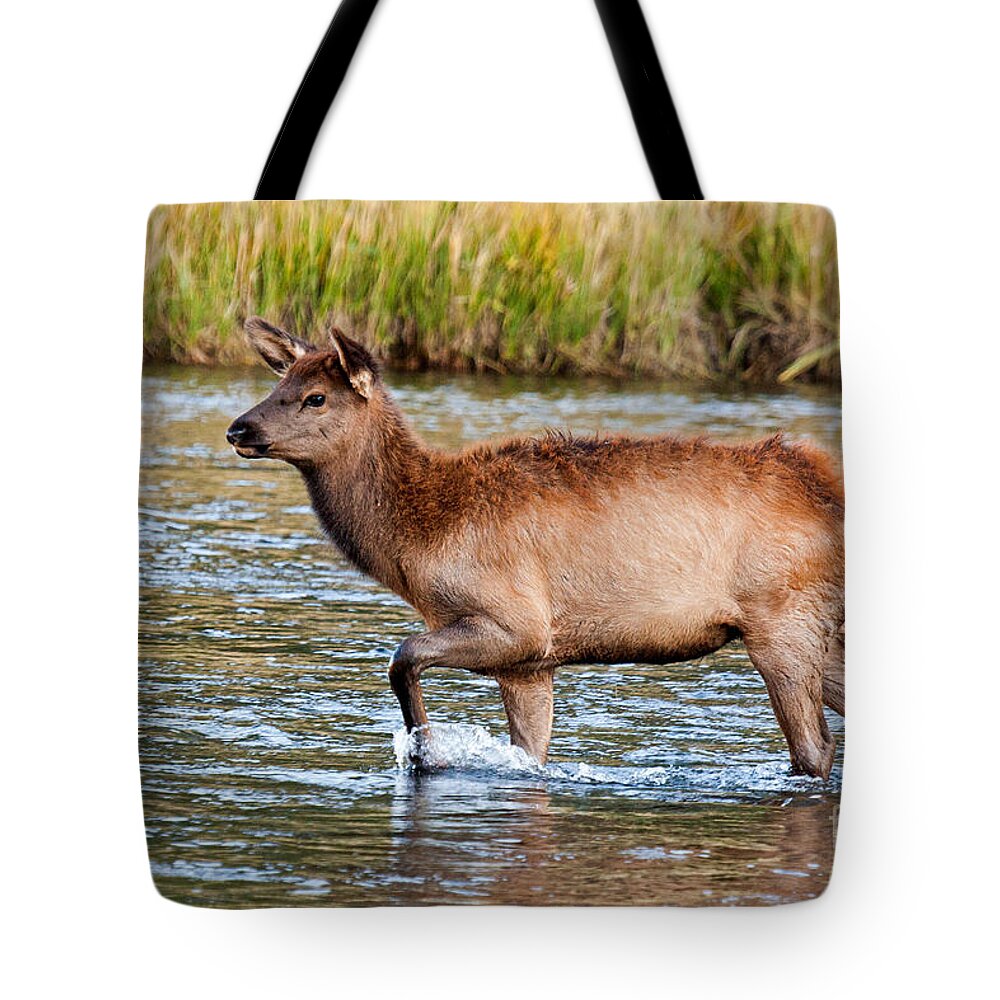 Autumn Tote Bag featuring the photograph Wapiti Elk alf Crossing the Madison River in Yellowstone National Park by Fred Stearns