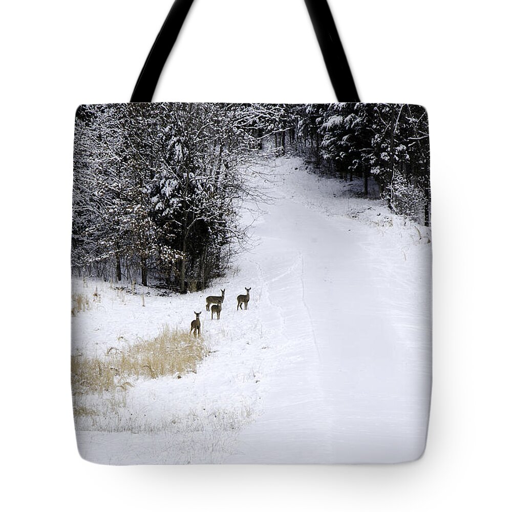 Wild Tote Bag featuring the photograph Wary - Deer by Mary Carol Story