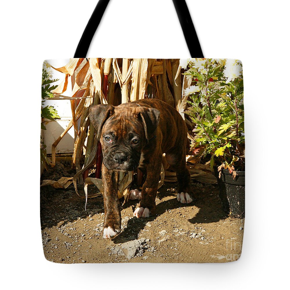 Boxer Puppy Tote Bag featuring the photograph Was I Bad? by Carol Lynn Coronios