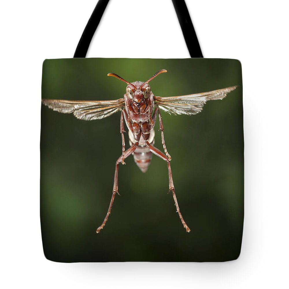 Feb0514 Tote Bag featuring the photograph Wasp Flying Matobo Np Zimbabwe by Michael Durham