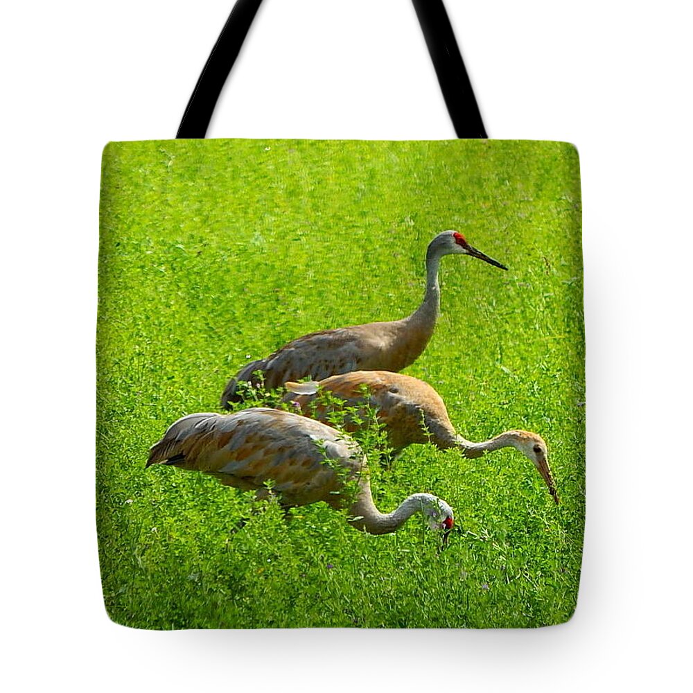 Sandhill Crane Tote Bag featuring the photograph Watch Out by Kimberly Woyak