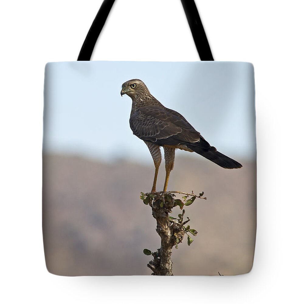 Festblues Tote Bag featuring the photograph Watchful... by Nina Stavlund