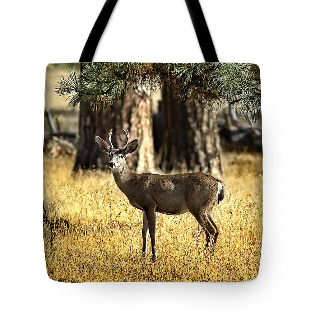 Deer Tote Bag featuring the photograph Watchful Young Buck by Abram House