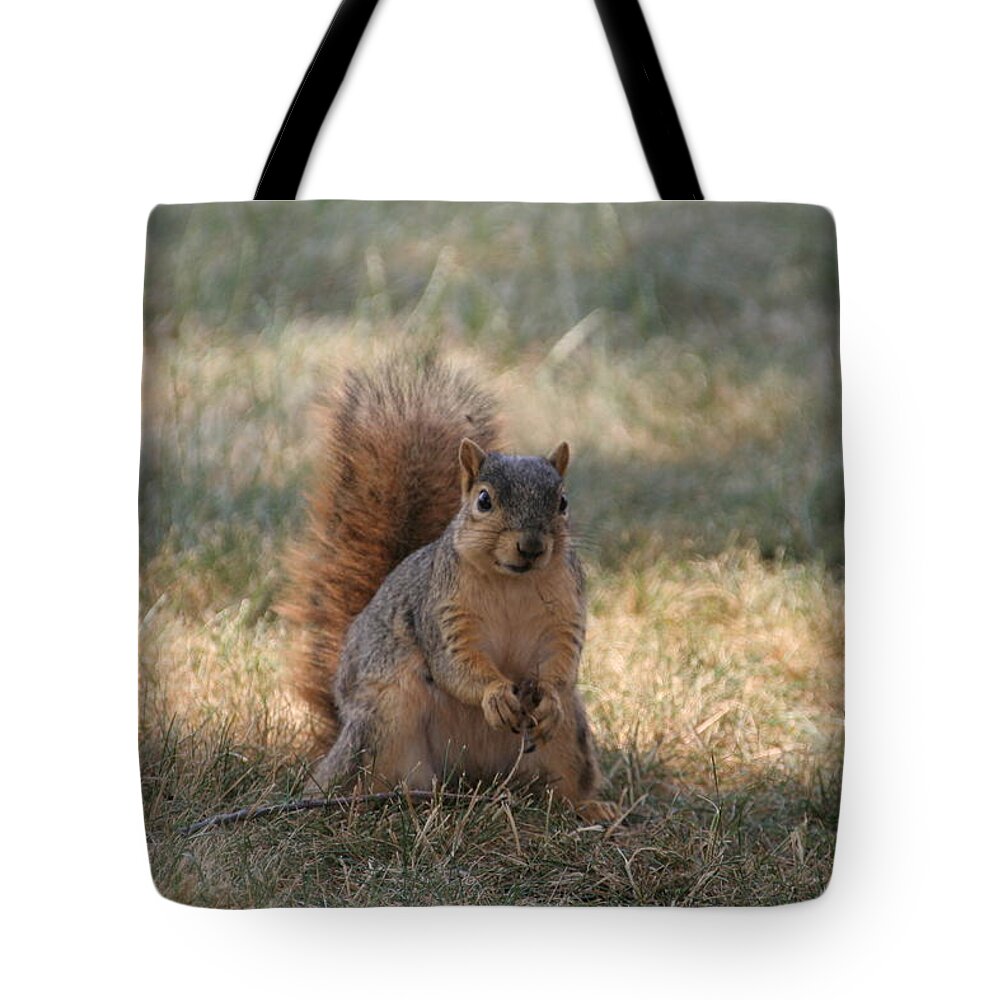 Squirrel Tote Bag featuring the photograph Brown city squirrel watching me by Valerie Collins