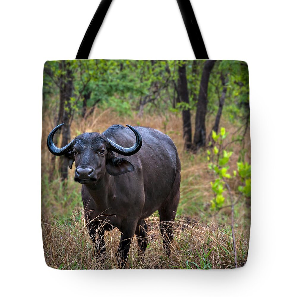 Africa Tote Bag featuring the photograph Water Buffalo by Maria Coulson