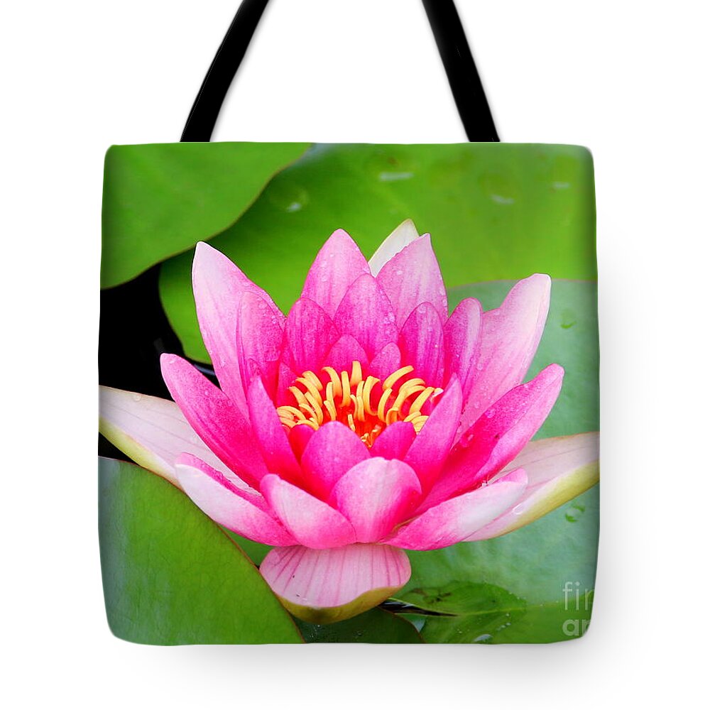 Blossom Tote Bag featuring the photograph Water lily by Amanda Mohler