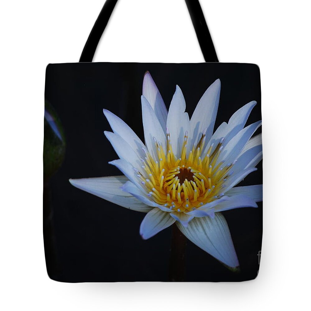 Nymphaea Tote Bag featuring the photograph Waterlily Dawn Number One by Heather Kirk