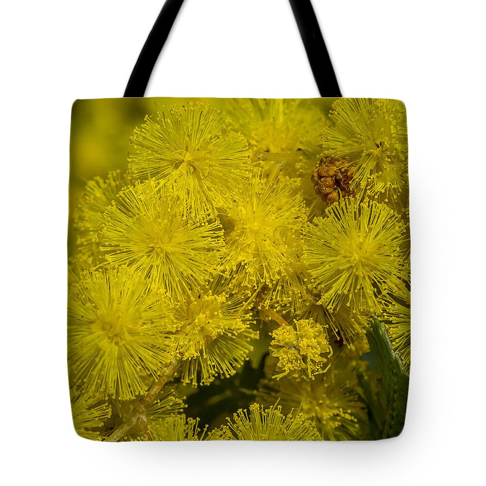 Australia Tote Bag featuring the photograph Wattle by Steven Ralser