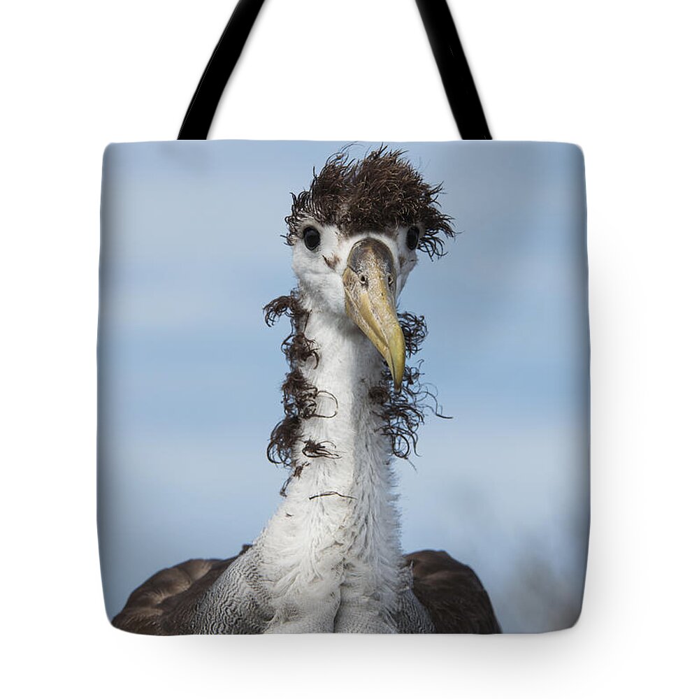 Pete Oxford Tote Bag featuring the photograph Waved Albatross Molting Juvenile by Pete Oxford