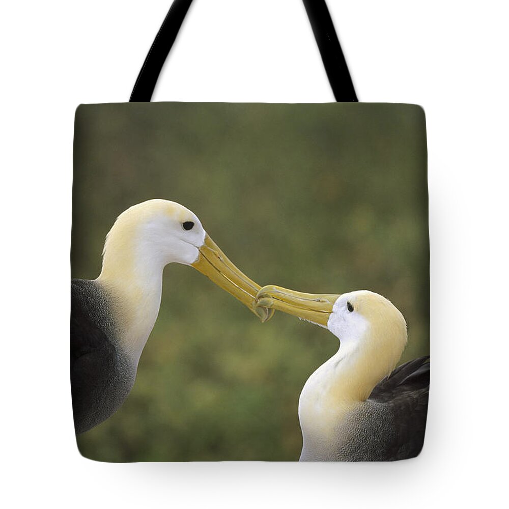 Feb0514 Tote Bag featuring the photograph Waved Albatross Pair Bonding Galapagos by Tui De Roy