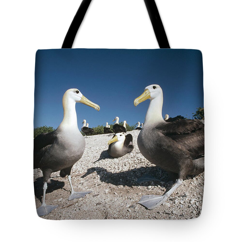 Feb0514 Tote Bag featuring the photograph Waved Albatrossed On Nesting Grounds by Tui De Roy