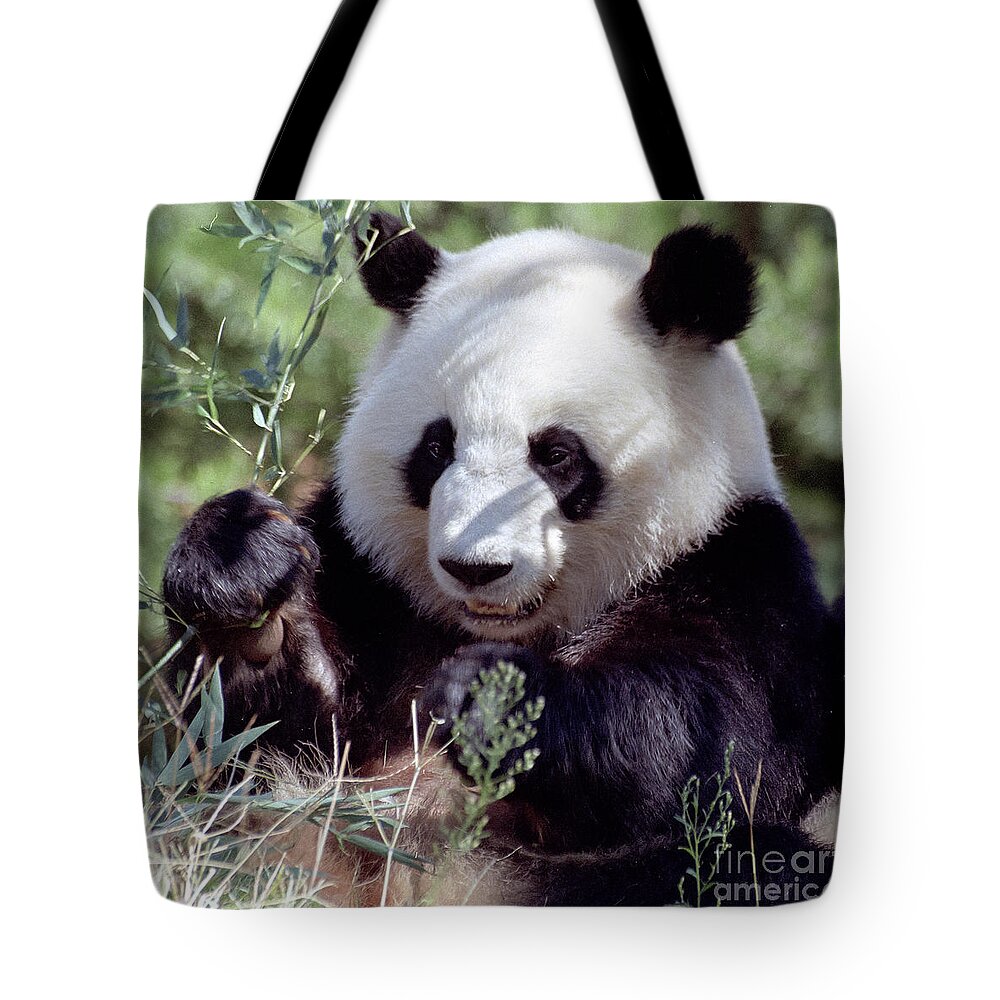 Ailuropoda Melanoleuca Tote Bag featuring the photograph Waving the Bamboo Flag by Liz Leyden