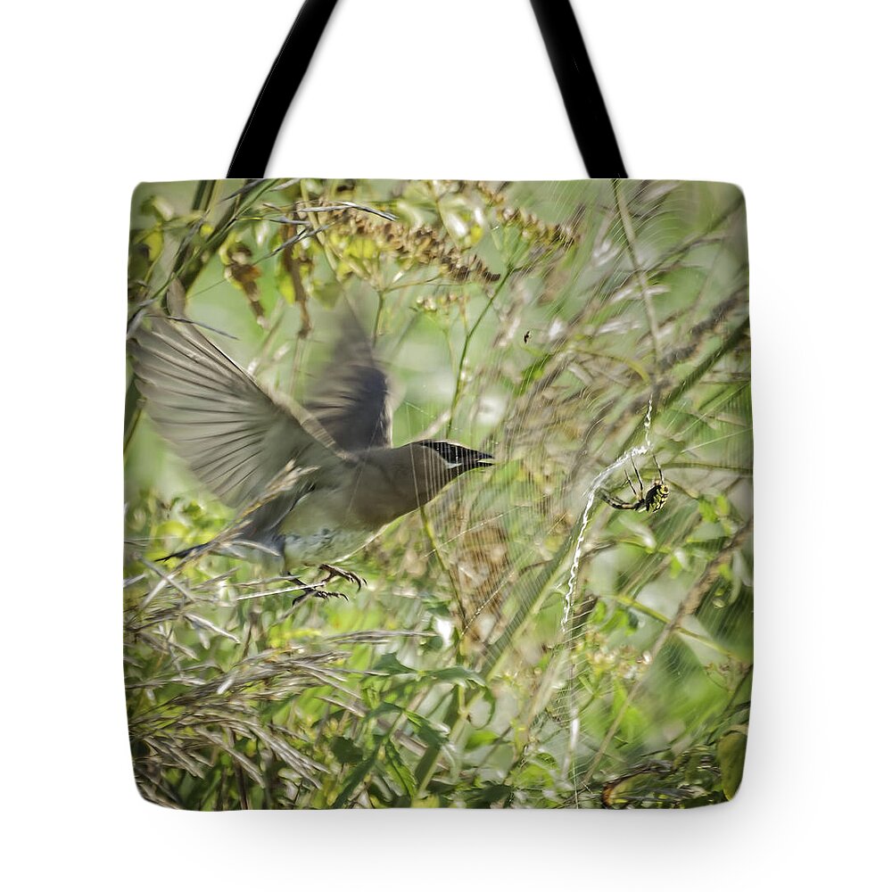 Cedar Waxwing Tote Bag featuring the photograph Waxwing And The Spider by Thomas Young