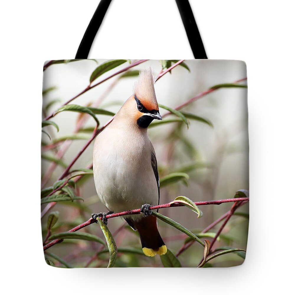 Bird Tote Bag featuring the photograph Waxwing by Grant Glendinning