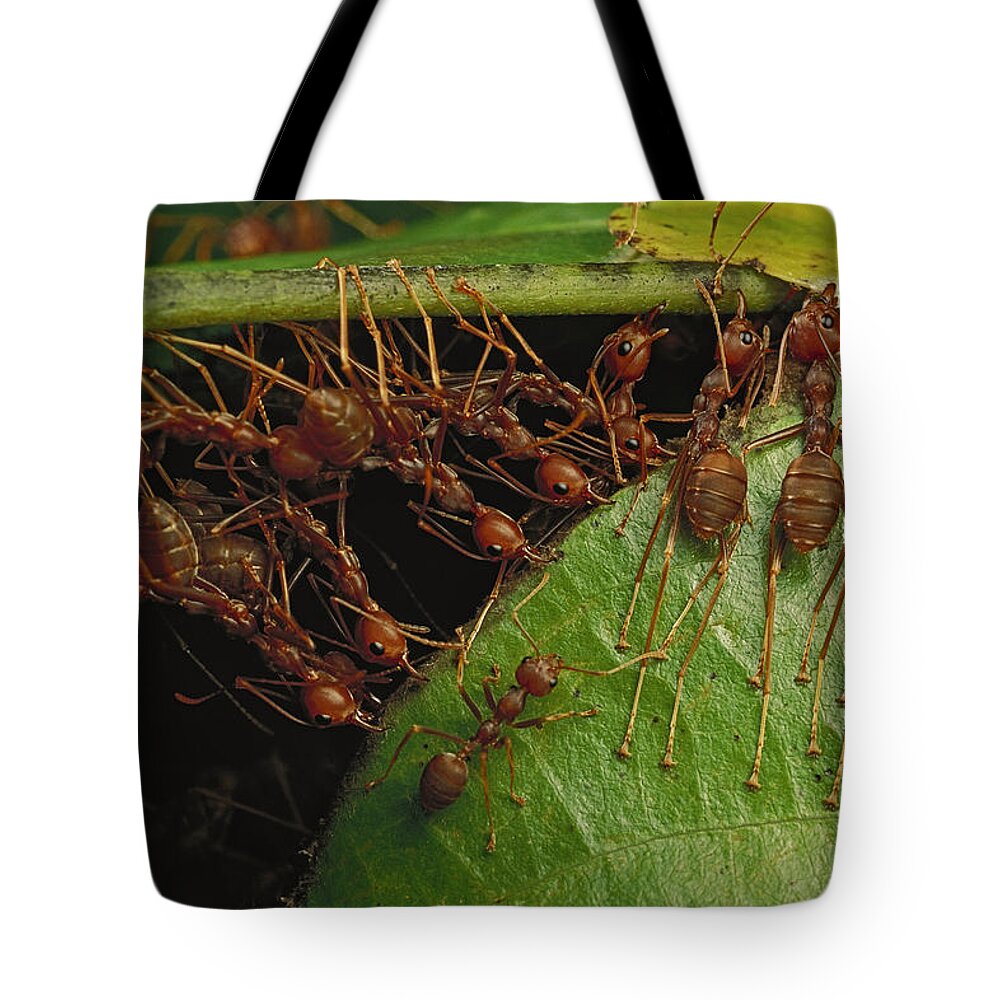 Feb0514 Tote Bag featuring the photograph Weaver Ants Pulling On Leaves by Mark Moffett