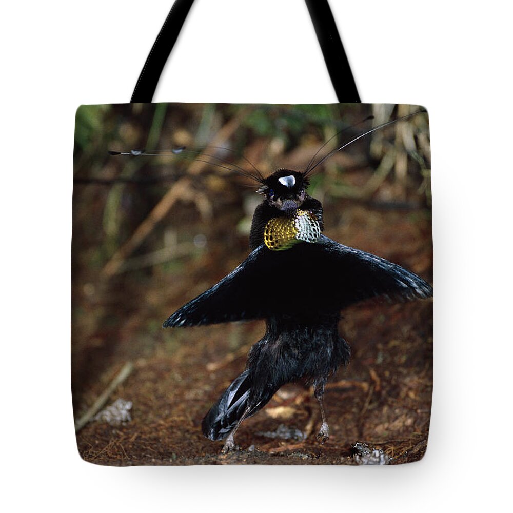 00193346 Tote Bag featuring the photograph Western Parotia Male Courtship Dance by Konrad Wothe
