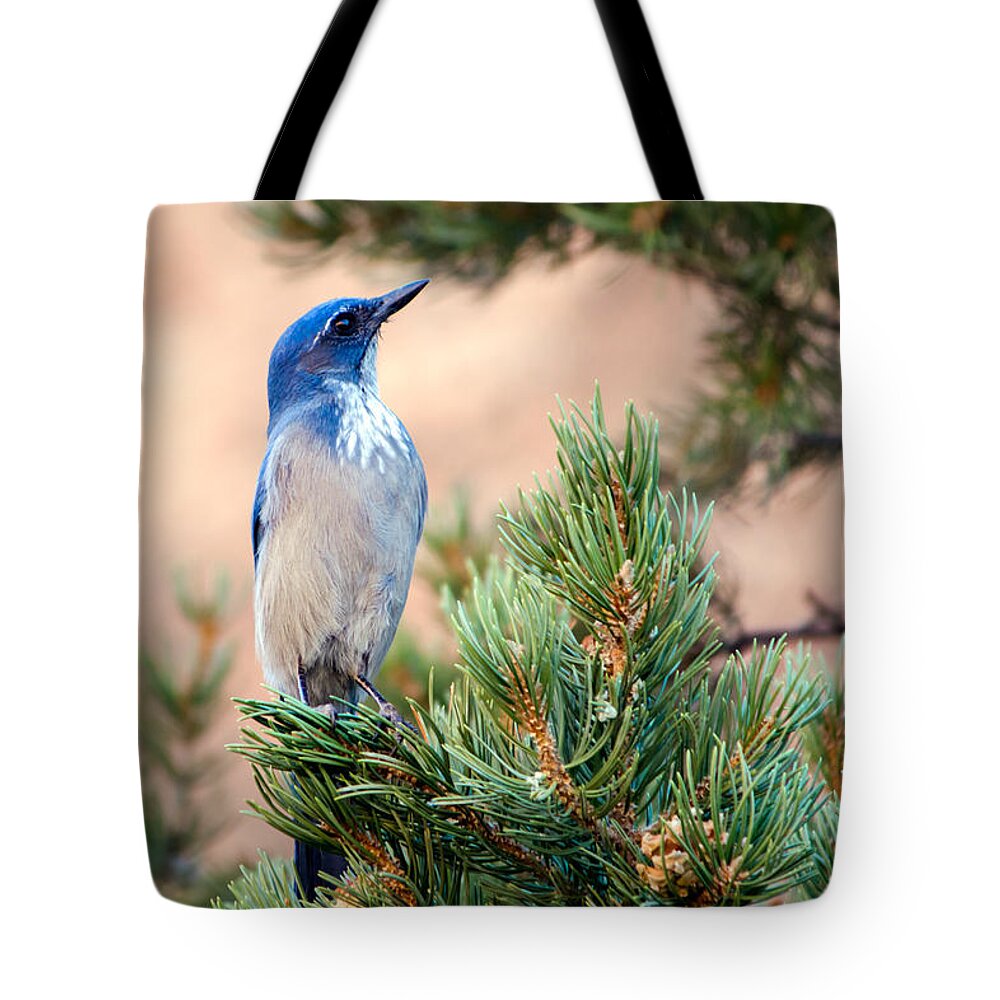Western Tote Bag featuring the photograph Western Scrub Jay by Nicholas Blackwell
