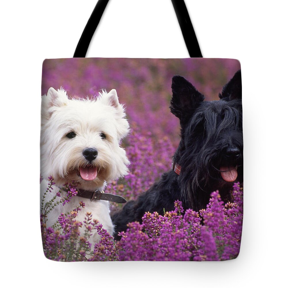 West Highland White Terrier Tote Bag featuring the photograph Westie And Scottie Dogs by John Daniels