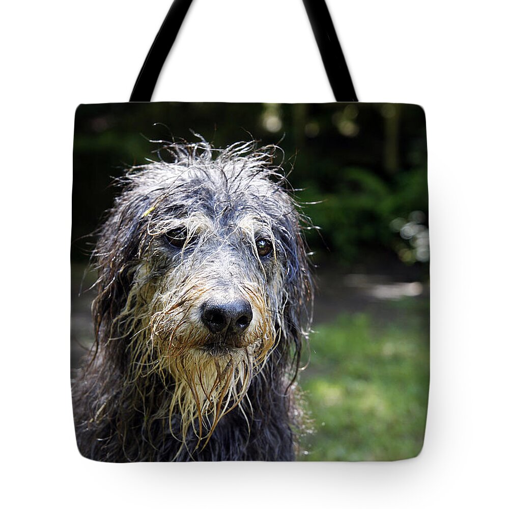 Dog Tote Bag featuring the photograph Wet dog by Steve Ball