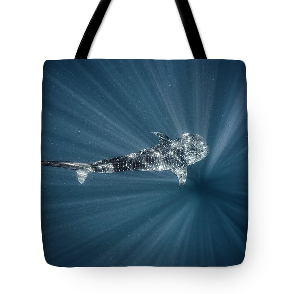 Tranquility Tote Bag featuring the photograph Whale Shark by Tyler Stableford