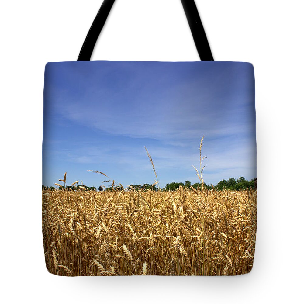 Wheat Field Tote Bag featuring the photograph Wheat Field II by Beth Vincent