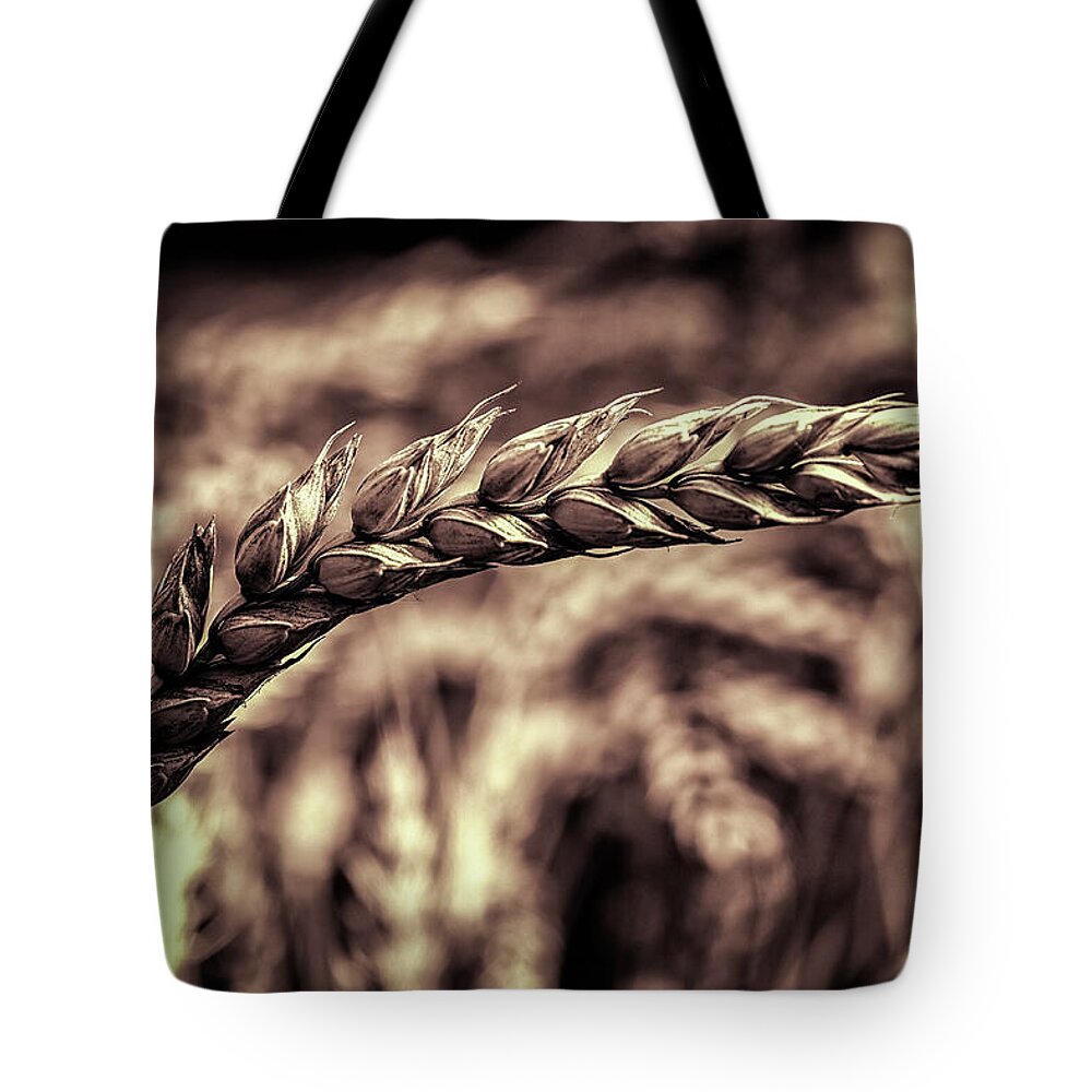 Art Tote Bag featuring the photograph Wheat Stalk by Ron Pate