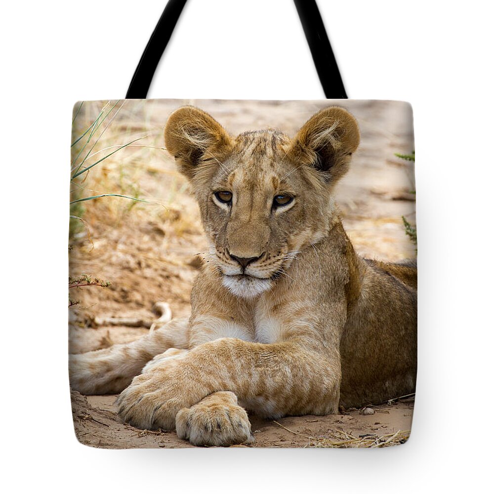 Lion Tote Bag featuring the photograph When I am King by Chris Scroggins