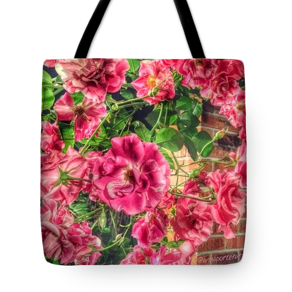 Pink Tote Bag featuring the photograph What To My Wondering Eyes Should Appear by Anna Porter